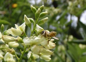 Jerlín japonský (Sophora japonica)