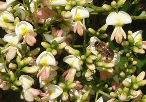 Jerlín japonský (Sophora japonica)