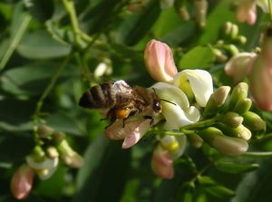 Jerlín japonský (Sophora japonica)