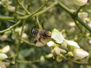 Jerlín japonský (Sophora japonica)