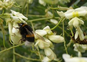 Jerlín japonský (Sophora japonica)