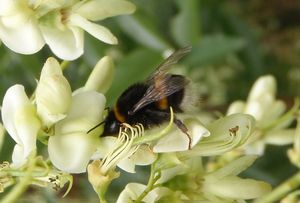 Jerlín japonský (Sophora japonica)