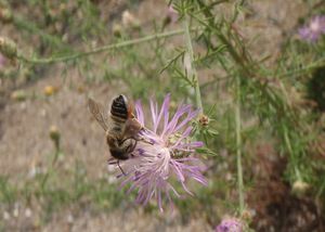 Chrpa latnatá (Centaurea stoebe L.)