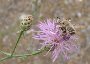 Chrpa latnatá (Centaurea stoebe L.)