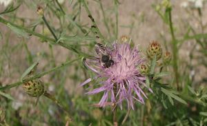 Chrpa latnatá (Centaurea stoebe L.)