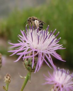 Chrpa latnatá (Centaurea stoebe L.)