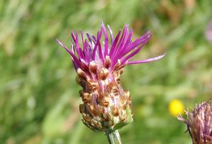 Chrpa luční (Centaurea jacea)