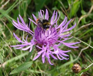 Chrpa luční (Centaurea jacea)