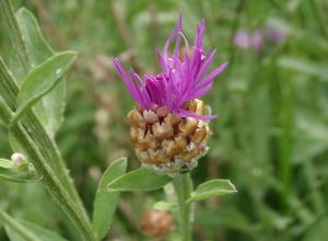 Chrpa luční (Centaurea jacea)