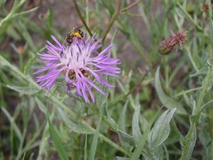 Chrpa luční (Centaurea jacea)