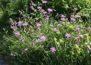 Chrpa luční (Centaurea jacea)