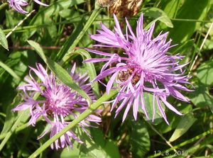 Chrpa luční (Centaurea jacea)