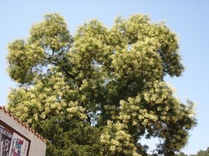 Jerlín japonský (Sophora japonica)