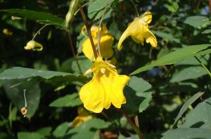 Netýkavka nedůtklivá (Impatiens noli-tangera)