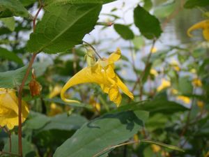 Netýkavka nedůtklivá (Impatiens noli-tangera)