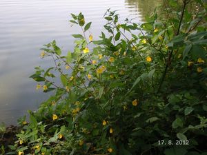 Netýkavka nedůtklivá (Impatiens noli-tangera)