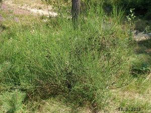 Janovec metlatý (Cytisus scoparius)