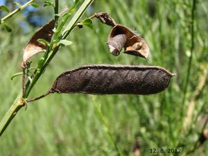 Janovec metlatý (Cytisus scoparius)