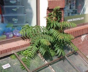 Pajasan žlaznatý (Ailanthus altissima)