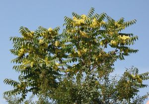 Pajasan žlaznatý (Ailanthus altissima)