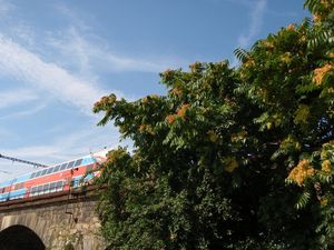 Pajasan žlaznatý (Ailanthus altissima)