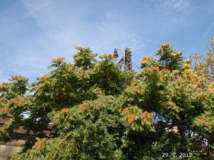 Pajasan žlaznatý (Ailanthus altissima)