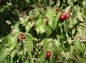 Dřín obecný (Cornus mas)