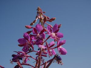 Vrbka (vrbovka) úzkolistá (Epilobium  angustifolium)