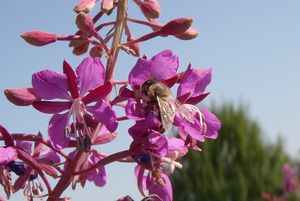 Vrbka (vrbovka) úzkolistá (Epilobium  angustifolium)