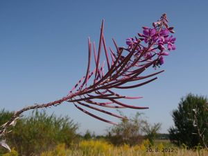 Vrbka (vrbovka) úzkolistá (Epilobium  angustifolium)