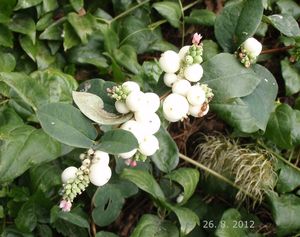 Pámelník bílý (Symphoricarpos albus)