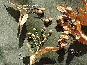 Lípa srdčitá (Tilia cordata)