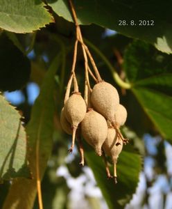 Lípa americká (Tilia americana)