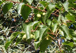 Aktinidie (Actinidia sp.)