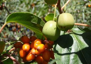 Aktinidie (Actinidia sp.)