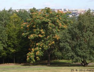 Pajasan žlaznatý (Ailanthus altissima)