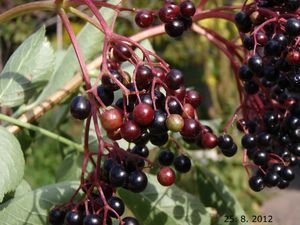 Bez černý (Sambucus nigra)