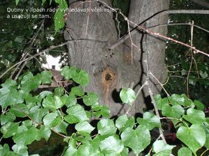 Lípa evropská (Tilia  x  europaea)