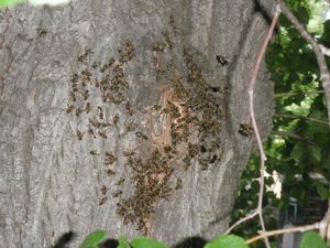 Lípa evropská (Tilia  x  europaea)