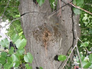 Lípa evropská (Tilia  x  europaea)