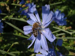 Čekanka obecná (Cichorium intybus L.)