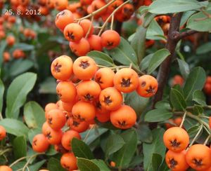 Hlohyně červená (Pyracantha coccinea)