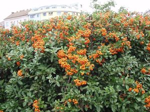 Hlohyně červená (Pyracantha coccinea)