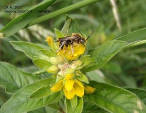 Vrbina tečkovaná (Lysimachia punctata)