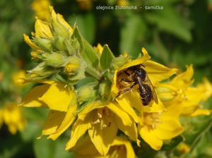 Vrbina tečkovaná (Lysimachia punctata)