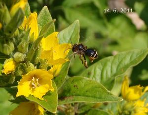 Vrbina tečkovaná (Lysimachia punctata)