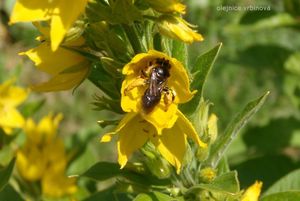 Vrbina tečkovaná (Lysimachia punctata)