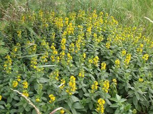 Vrbina tečkovaná (Lysimachia punctata)