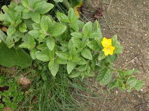 Vrbina tečkovaná (Lysimachia punctata)