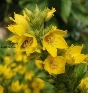 Vrbina tečkovaná (Lysimachia punctata)